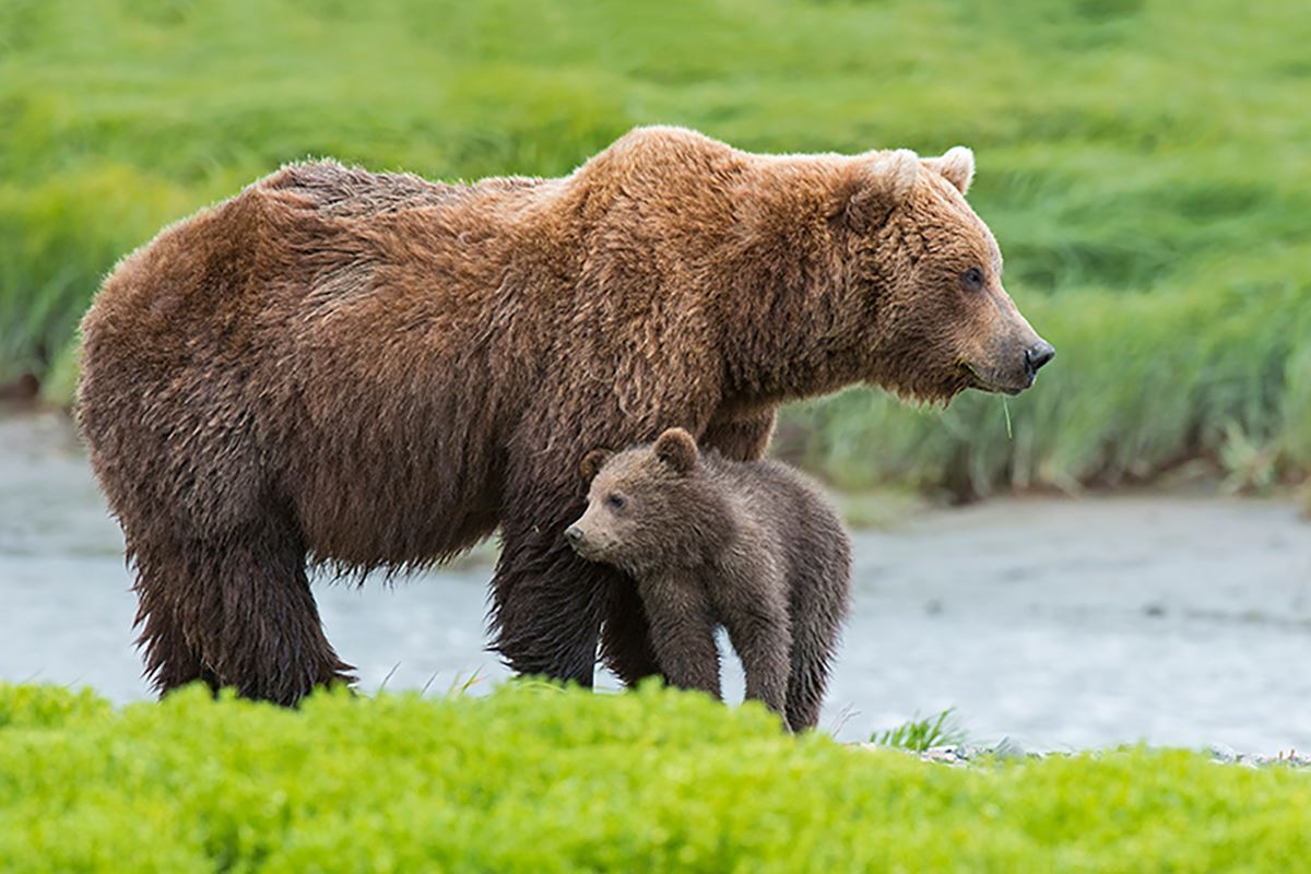 Grizzly bear and cub