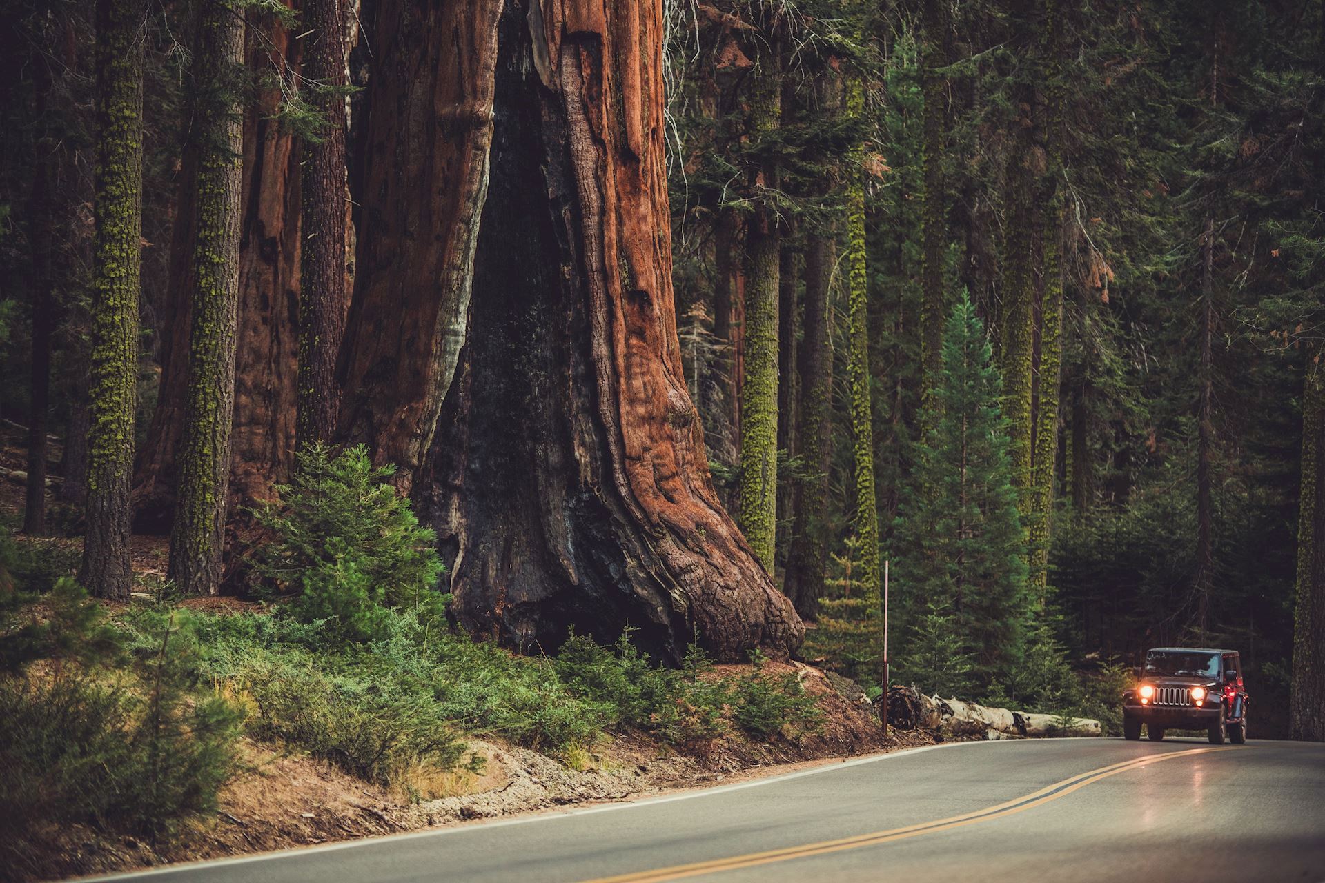 sequoia_national_park.jpeg