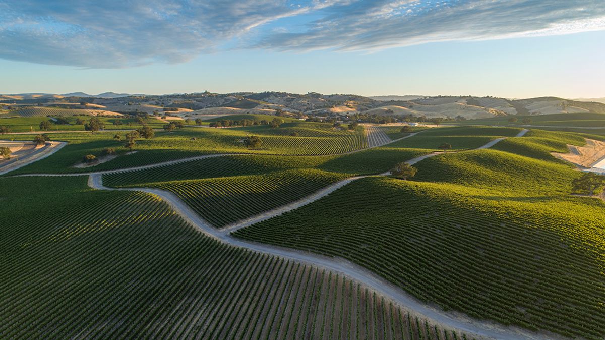 Paso Robles vineyard