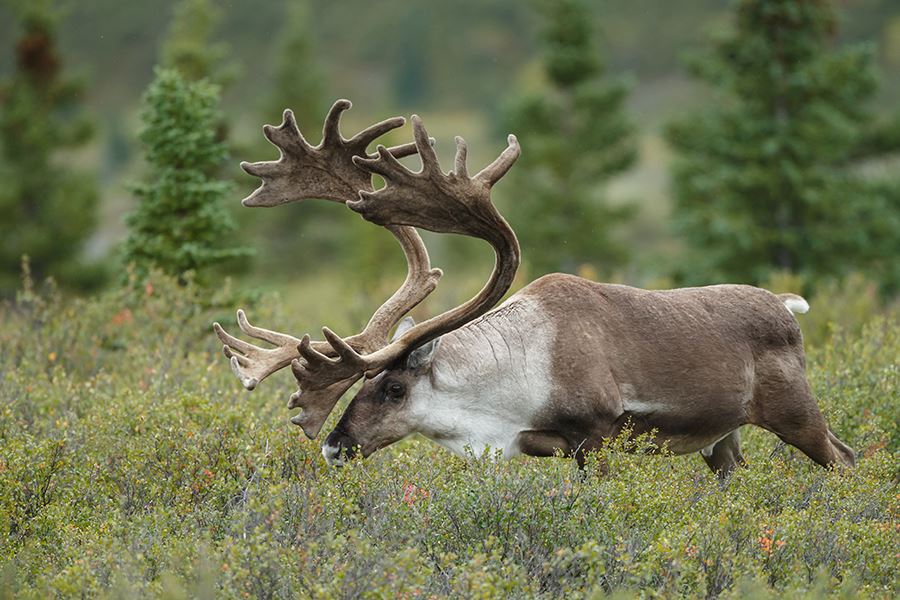 Caribou